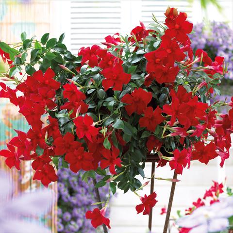 photo of flower to be used as: Basket / Pot Dipladenia Beauty Bright Red