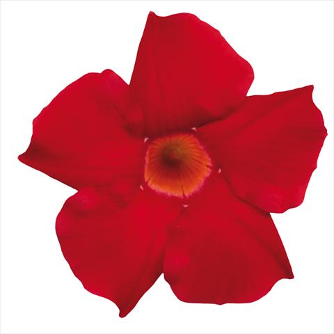 photo of flower to be used as: Pot Dipladenia Classic Early Scarlet