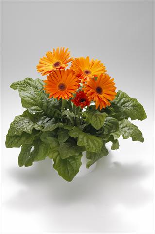 photo of flower to be used as: Basket / Pot Gerbera jamesonii Royal Light Orange