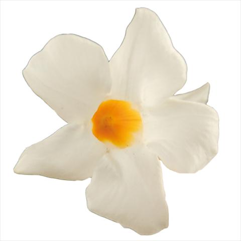 photo of flower to be used as: Pot Dipladenia Classic White 16