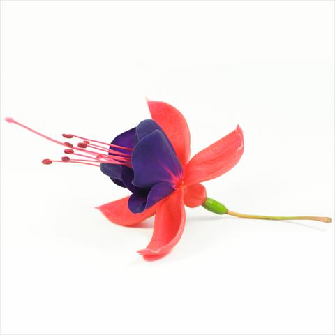 photo of flower to be used as: Basket / Pot Fuchsia hybrida Tinklebell Red-Blue