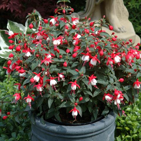 photo of flower to be used as: Basket / Pot Fuchsia hybrida Tinklebell Red-White