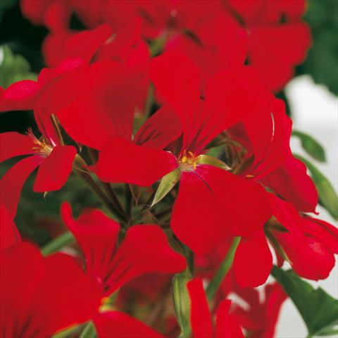 photo of flower to be used as: Pot Pelargonium peltatum Prisma Red