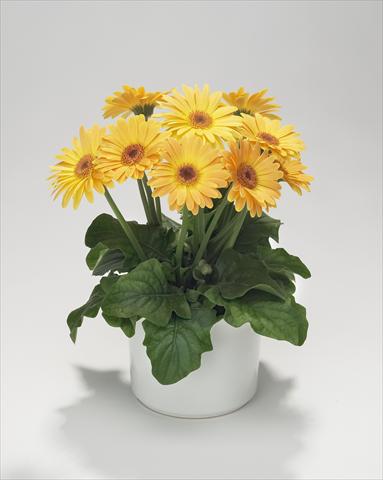 photo of flower to be used as: Basket / Pot Gerbera jamesonii Royal Mini Golden Orange