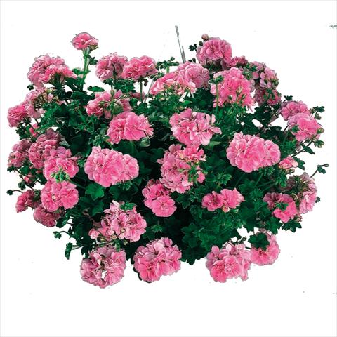photo of flower to be used as: Basket / Pot Pelargonium peltatum Cottage Light Pink