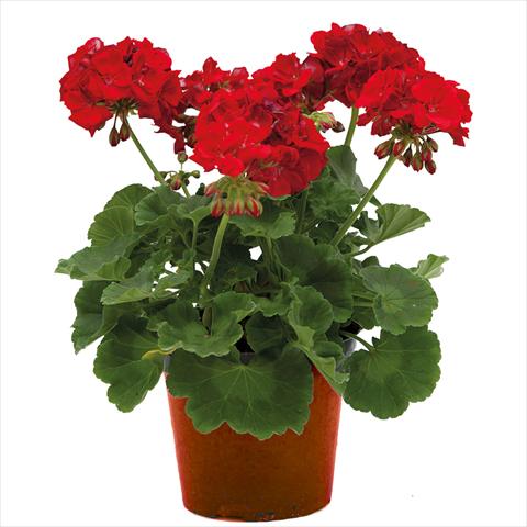 photo of flower to be used as: Pot Pelargonium zonale Village Scarlet Red
