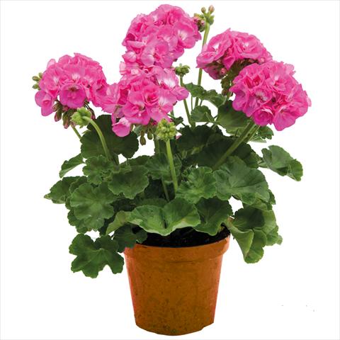 photo of flower to be used as: Pot Pelargonium zonale Village XP Rose
