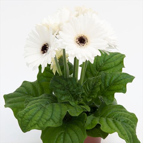 photo of flower to be used as: Pot Gerbera jamesonii Contessa Bright White Dark Eye