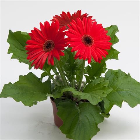 photo of flower to be used as: Pot Gerbera jamesonii Contessa Red Dark Eye