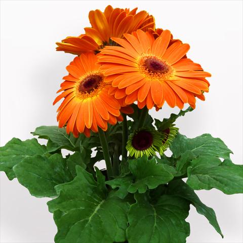 photo of flower to be used as: Pot Gerbera jamesonii Contessa Sunset Orange