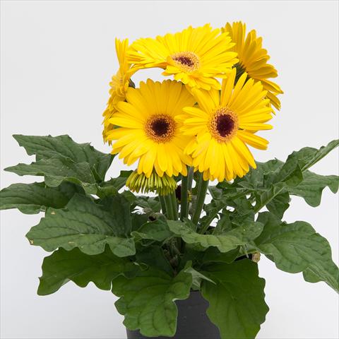 photo of flower to be used as: Pot Gerbera jamesonii Contessa Yellow Dark Eye