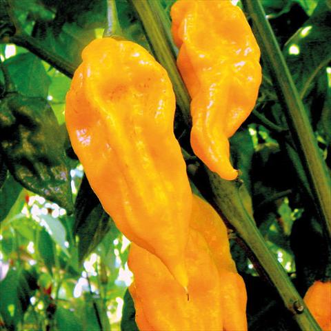 photo of flower to be used as: Pot Capsicum annuum HortiSuper Peperoncini Piccanti Fatalii Yellow