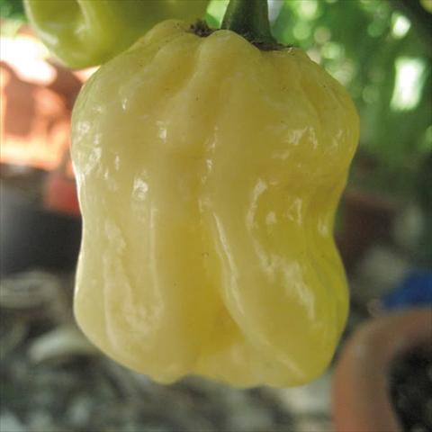 photo of flower to be used as: Pot Capsicum annuum HortiSuper Peperoncini Piccanti Habanero White