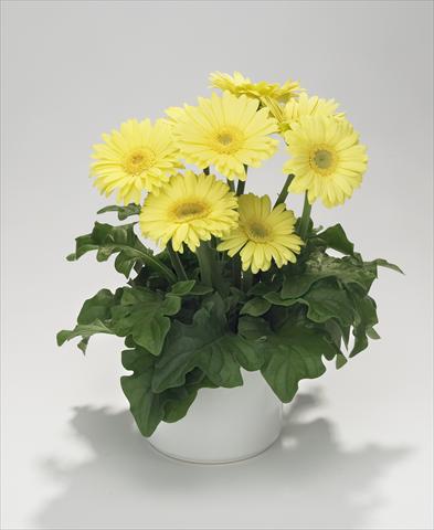 photo of flower to be used as: Basket / Pot Gerbera jamesonii Royal Mini Lime Yellow