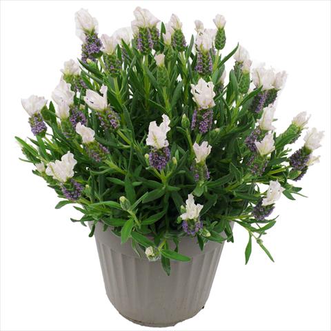 photo of flower to be used as: Pot and bedding Lavandula stoechas Lavinia Compact White