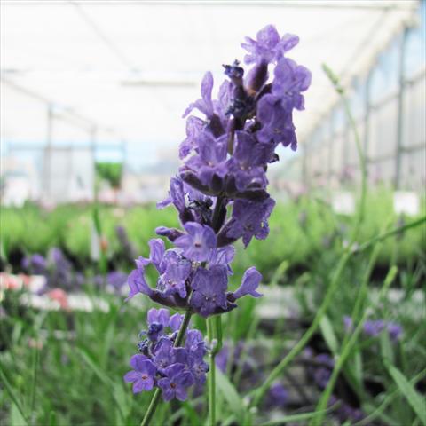 photo of flower to be used as: Pot and bedding Lavandula stoechas Lavinia Forever Blue