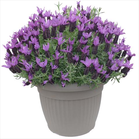 photo of flower to be used as: Pot and bedding Lavandula stoechas Lavinia Purple