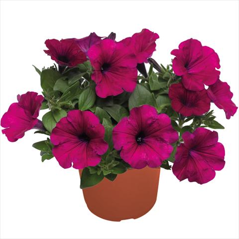 photo of flower to be used as: Basket / Pot Petunia hybrida Top-Tunia Purple