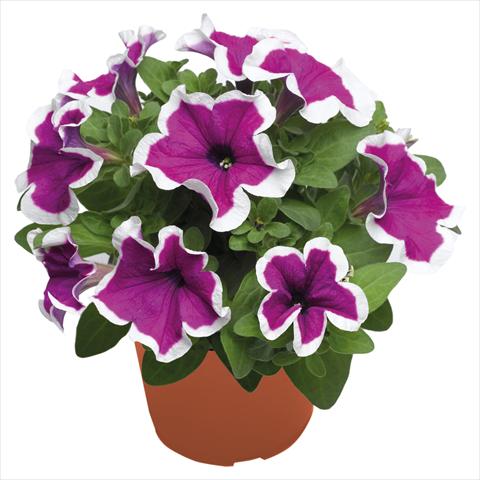 photo of flower to be used as: Basket / Pot Petunia hybrida Top-Tunia Purple Picotee