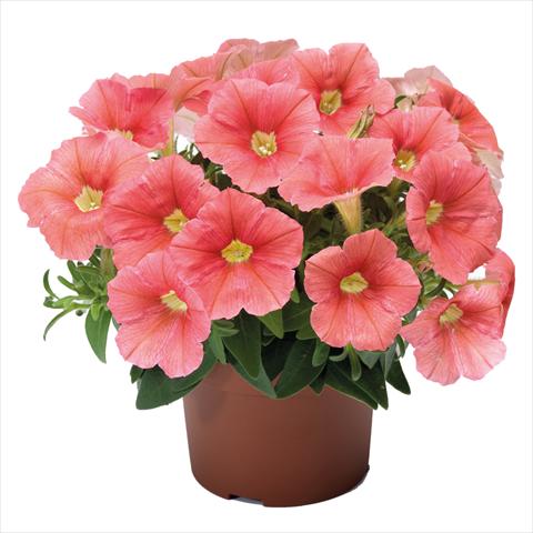 photo of flower to be used as: Basket / Pot Petunia hybrida Top-Tunia Salmon Orange
