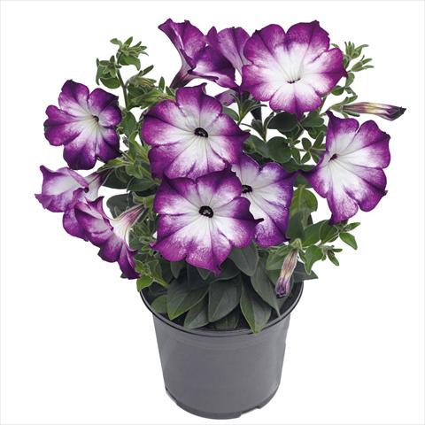 photo of flower to be used as: Basket / Pot Petunia hybrida Top-Tunia Style Blue Swing