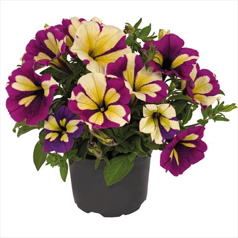 photo of flower to be used as: Pot Petunia hybrida Top-Tunia Style Lavender Star
