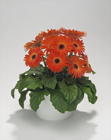 photo of flower to be used as: Basket / Pot Gerbera jamesonii Royal Mini Orange