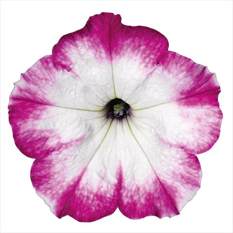 photo of flower to be used as: Pot Petunia hybrida Top-Tunia Style Purple Swing