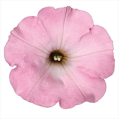 photo of flower to be used as: Pot Petunia hybrida Top-Tunia Sweet Pink