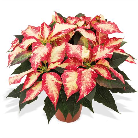photo of flower to be used as: Pot Poinsettia - Euphorbia pulcherrima Poinsettie Jingle Bell Rock
