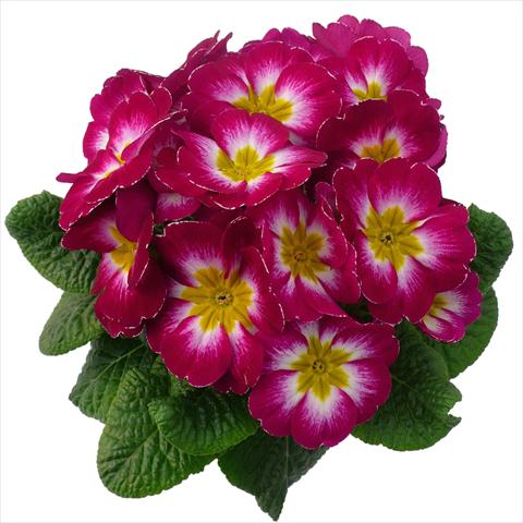 photo of flower to be used as: Pot and bedding Primula acaulis, veris, vulgaris Primabella Purple
