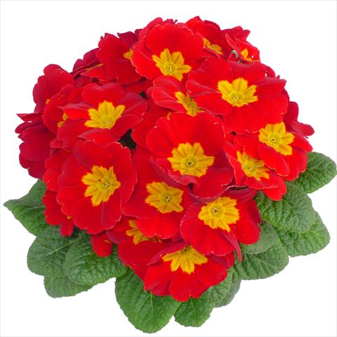 photo of flower to be used as: Pot and bedding Primula acaulis, veris, vulgaris Primabella Scarlet