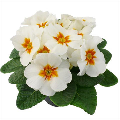 photo of flower to be used as: Pot and bedding Primula acaulis, veris, vulgaris Primabella White