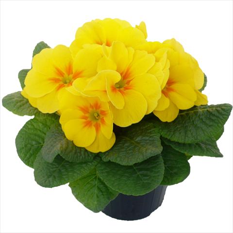 photo of flower to be used as: Pot and bedding Primula acaulis, veris, vulgaris Primabella Yellow