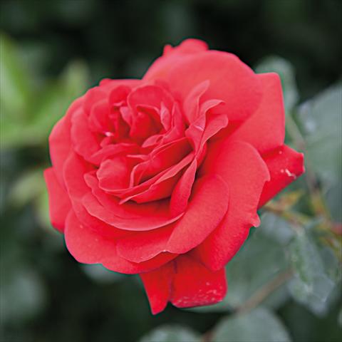 photo of flower to be used as: Pot and bedding Rosa Tea Scarlet Bonica