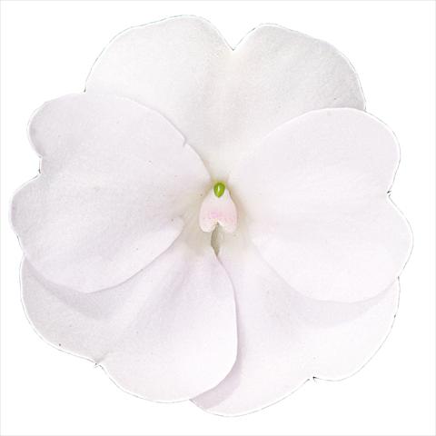 photo of flower to be used as: Bedding pot or basket Impatiens N. Guinea Sunpatiens Clear White