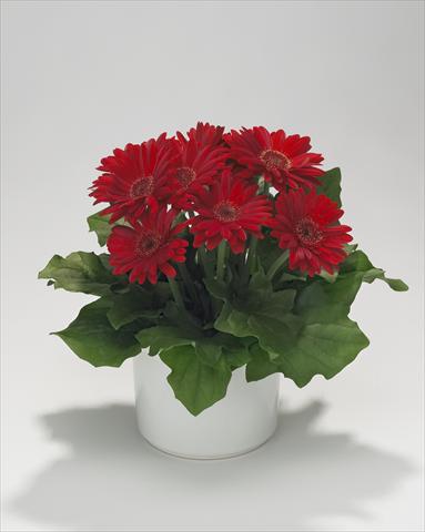 photo of flower to be used as: Basket / Pot Gerbera jamesonii Royal Mini Red