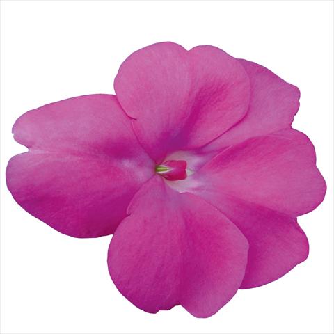 photo of flower to be used as: Bedding pot or basket Impatiens N. Guinea Sunpatiens Hot Lilac