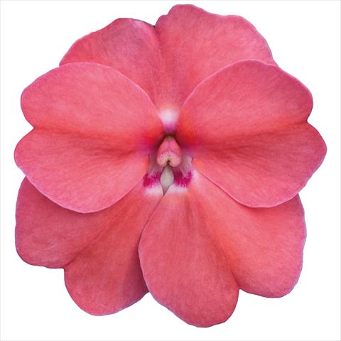 photo of flower to be used as: Bedding pot or basket Impatiens N. Guinea Sunpatiens Pink Pearl