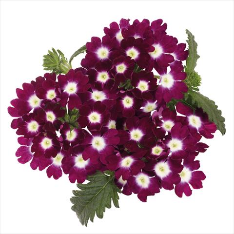 photo of flower to be used as: Pot Verbena hybrida Majesty Burgundy Charme