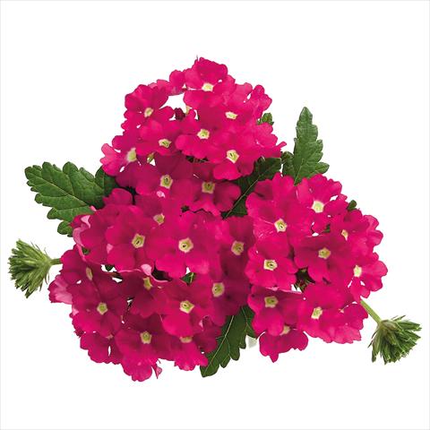 photo of flower to be used as: Pot Verbena hybrida Majesty Hot Pink Charme