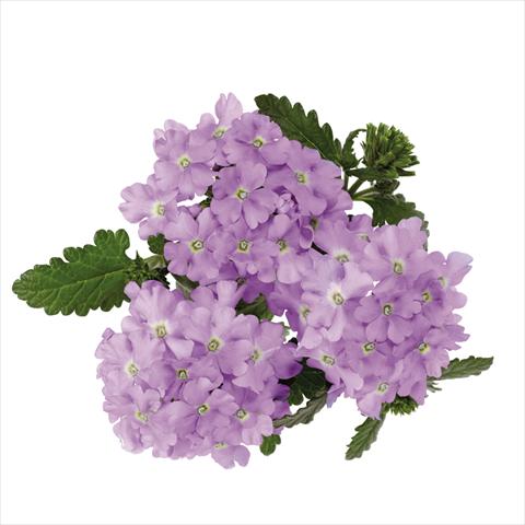 photo of flower to be used as: Pot Verbena hybrida Majesty Lavender