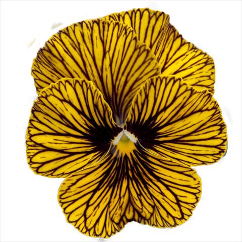 photo of flower to be used as: Bedding pot or basket Viola wittrockiana Superba Mini Tiger