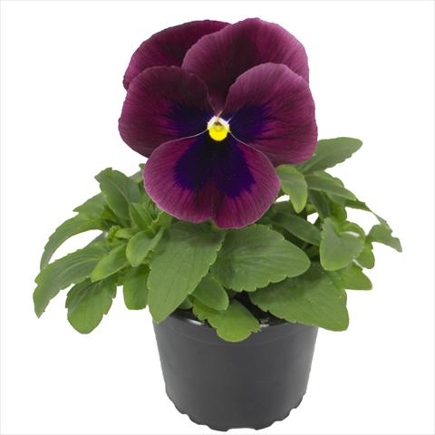 photo of flower to be used as: Bedding pot or basket Viola wittrockiana Viola Superba Xpress Carmine with Blotch