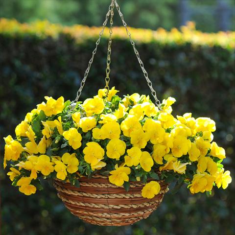 photo of flower to be used as: Bedding pot or basket Viola wittrockiana Viola Superba Basket Yellow