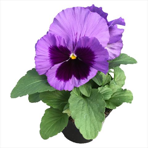 photo of flower to be used as: Bedding pot or basket Viola wittrockiana Viola Superba Big Ocean Blue with Blotch