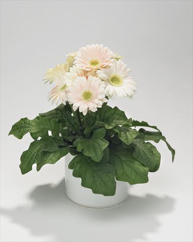 photo of flower to be used as: Basket / Pot Gerbera jamesonii Royal Mini White Soft Pink