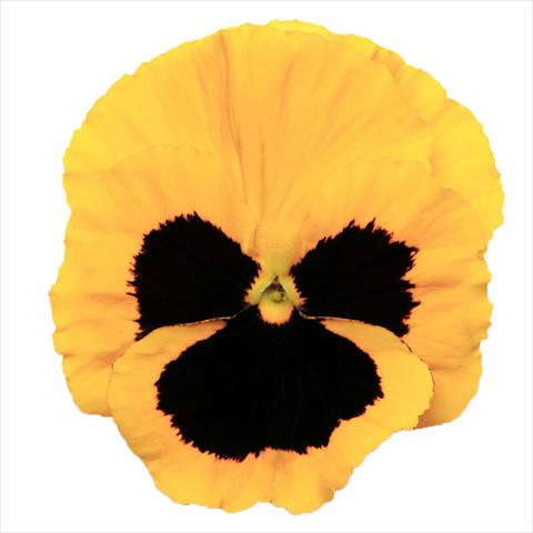 photo of flower to be used as: Bedding pot or basket Viola wittrockiana Viola Superba Gold Blotch