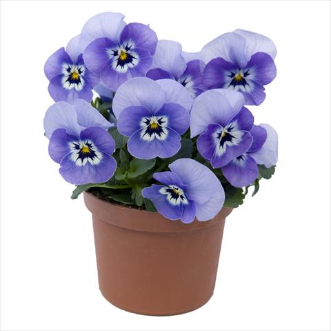 photo of flower to be used as: Pot and bedding Viola wittrockiana Viola Superba Mini Marina