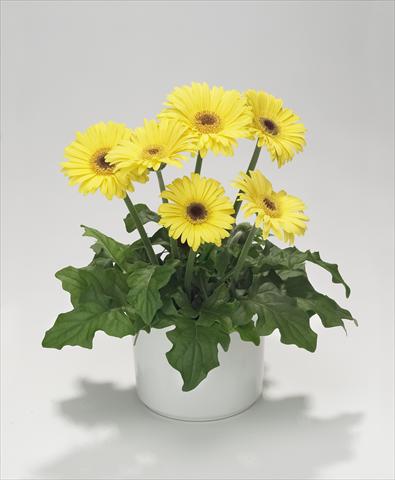 photo of flower to be used as: Basket / Pot Gerbera jamesonii Royal Mini Yellow
